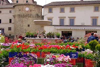 cetona in fiore